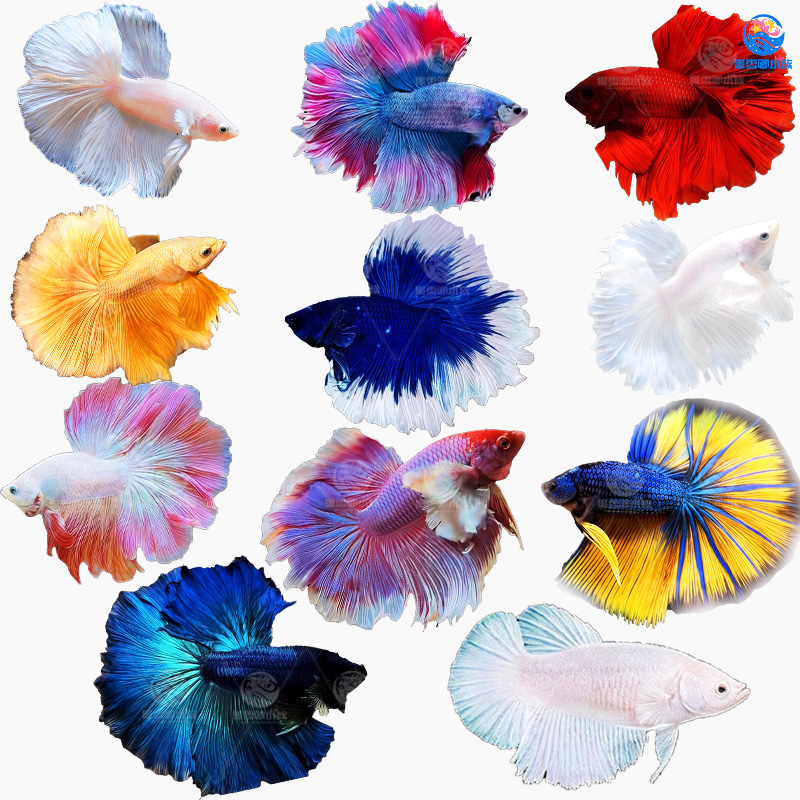 泰国斗鱼仙女款纯白半月婚纱鱼懒人鱼热带淡水好养耐活鱼苗观赏鱼 - 图0