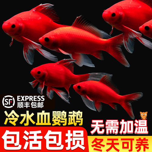 冷水鹦鹉鱼淡水鱼缸观赏活鱼长尾冷水鱼苗观赏自来水好养耐活红鱼 - 图3