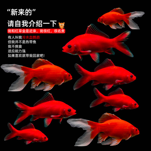 冷水鹦鹉鱼淡水鱼缸观赏活鱼长尾冷水鱼苗观赏自来水好养耐活红鱼 - 图1