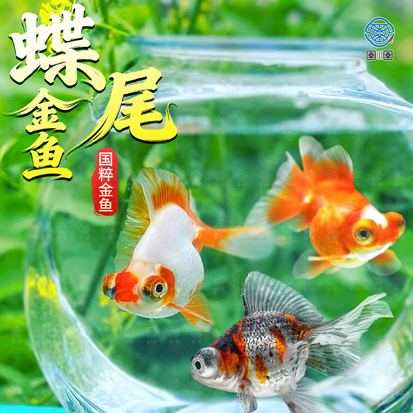 泰狮蝶尾金鱼活鱼冷水观赏鱼小型淡水新手好养耐活兰寿草金鱼苗 - 图1