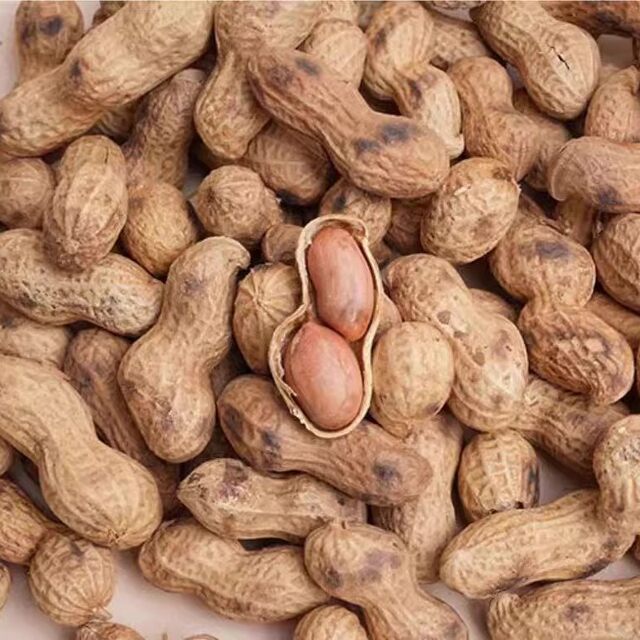Little Pearl Original Peanut Farm New Arrival Iron Pot Wholesale Nut Roasted Paper-Skinned Walnuts