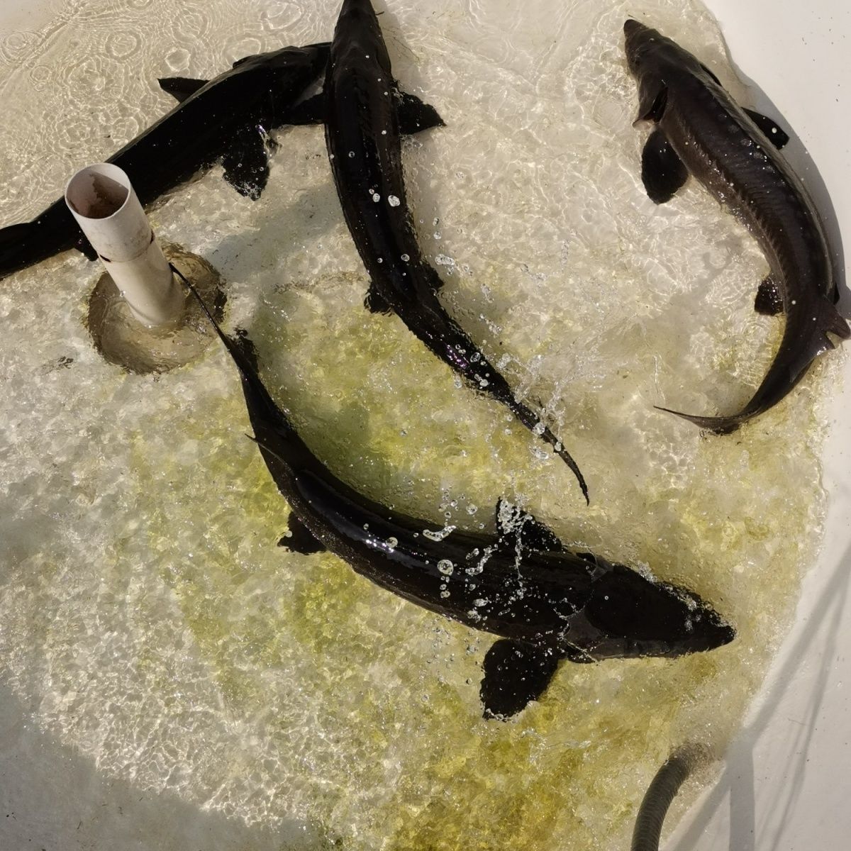 SF edible fresh spring water cultured sturgeon, sturgeon, sturgeon, Chinese fish, live fish, freshwater fish, aquatic products