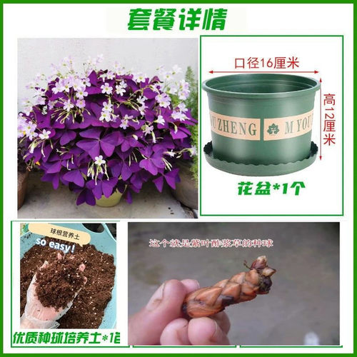 紫叶酢浆草多年生幸运草四叶草三叶种球花槐盆栽庭院造型地被开花 - 图0