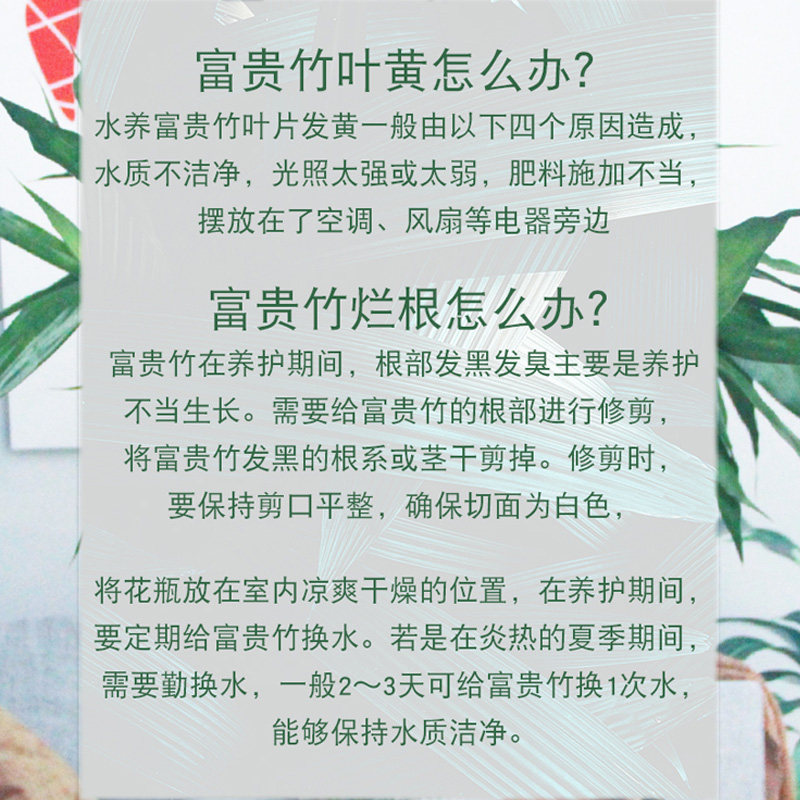 富贵竹水竹节节高水培水养绿植物室内客厅盆栽带根鲜花满天星干花,淘宝优惠券,粉丝福利购,淘宝优惠卷