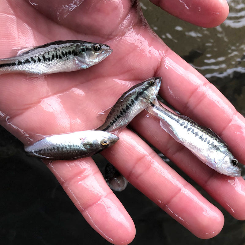 加州鲈鱼苗淡水大口鲈鱼苗活体养殖食用黑鱼草鱼桂花鱼苗活鱼苗-图0