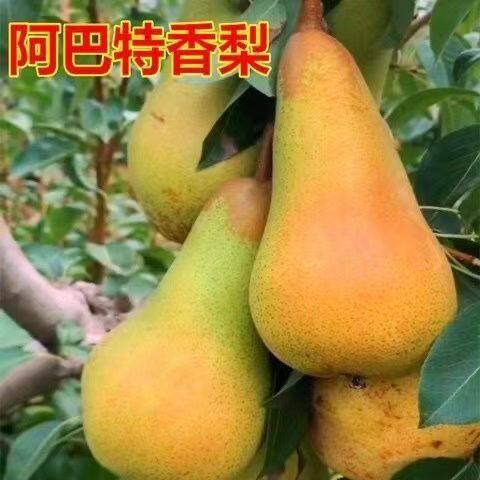 嫁接大果梨树苗新品种特大早熟阿巴特香梨苗盆栽地栽南方北方种植 - 图1
