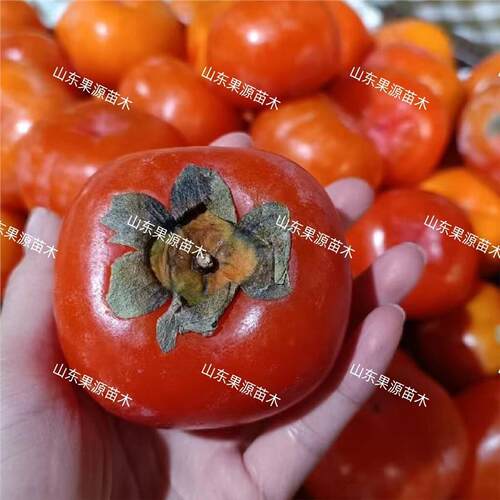 老品种方柿子树苗嫁接软糯蜜甜柿子苗盆栽特大南北方当年结果苗 - 图0