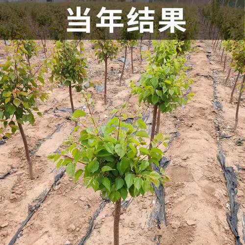 果树苗 巨蜜王杏苗 嫁接杏树苗香甜杏子树苗当年结果南方北方种植 - 图1