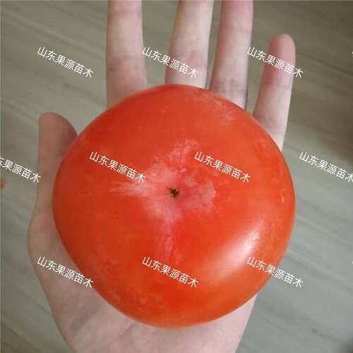 老品种方柿子树苗嫁接软糯蜜甜柿子苗盆栽特大南北方当年结果苗 - 图1