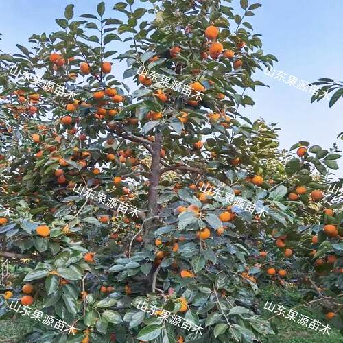 老品种方柿子树苗嫁接软糯蜜甜柿子苗盆栽特大南北方当年结果苗 - 图3