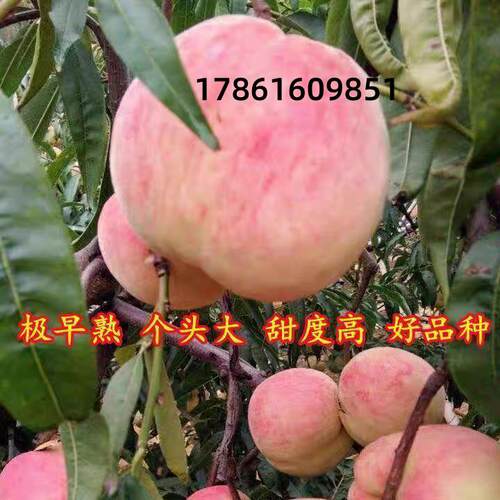 极早熟99巨脆蜜桃树苗新品种特大红蜜桃树苗嫁接五月南方北方种植 - 图0