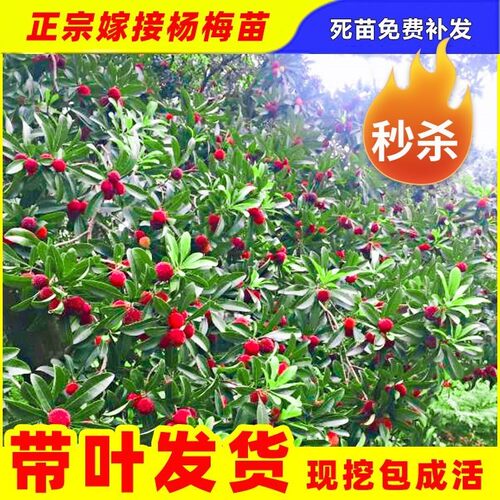杨梅树树苗余姚慈溪浙江荸荠种杨梅苗特大果树果苗嫁接苗盆栽地栽 - 图2