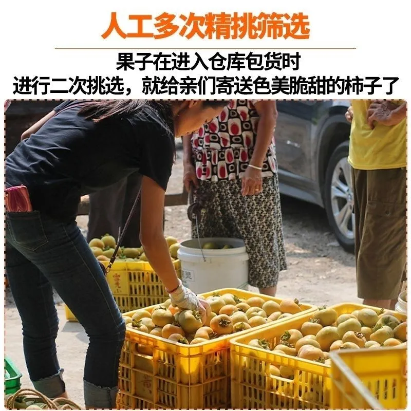 【顺丰可选】正宗次郎巧克力脆柿子新鲜水果当季硬甜柿子富有吉柿,淘宝优惠券,粉丝福利购,淘宝优惠卷
