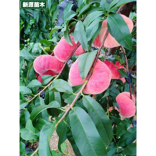 毛蟠桃树苗嫁接晚熟中秋巨蟠桃苗矮化盆栽庭院地栽北南方当年结果 - 图3