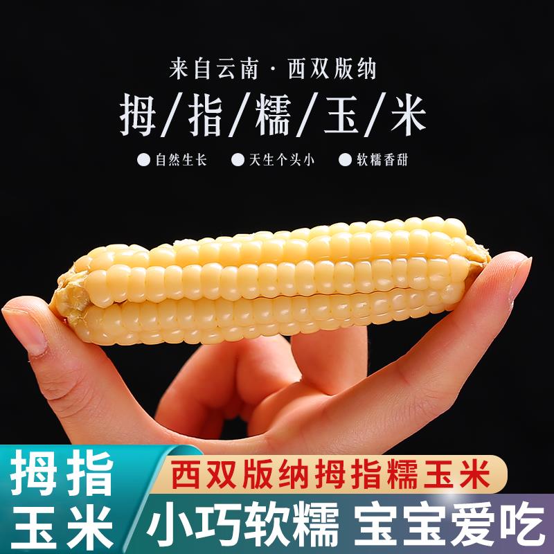 云南西双版纳拇指玉米即食早餐代餐新鲜傣家甜香糯迷你手指小玉米 - 图0
