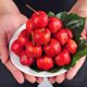 Fresh hawthorn fruit, fresh hawthorn fruit, sweet red seeds, sweet hawthorn, freshly picked fruit, fried sugar snowball, large five-ribbed candied haws