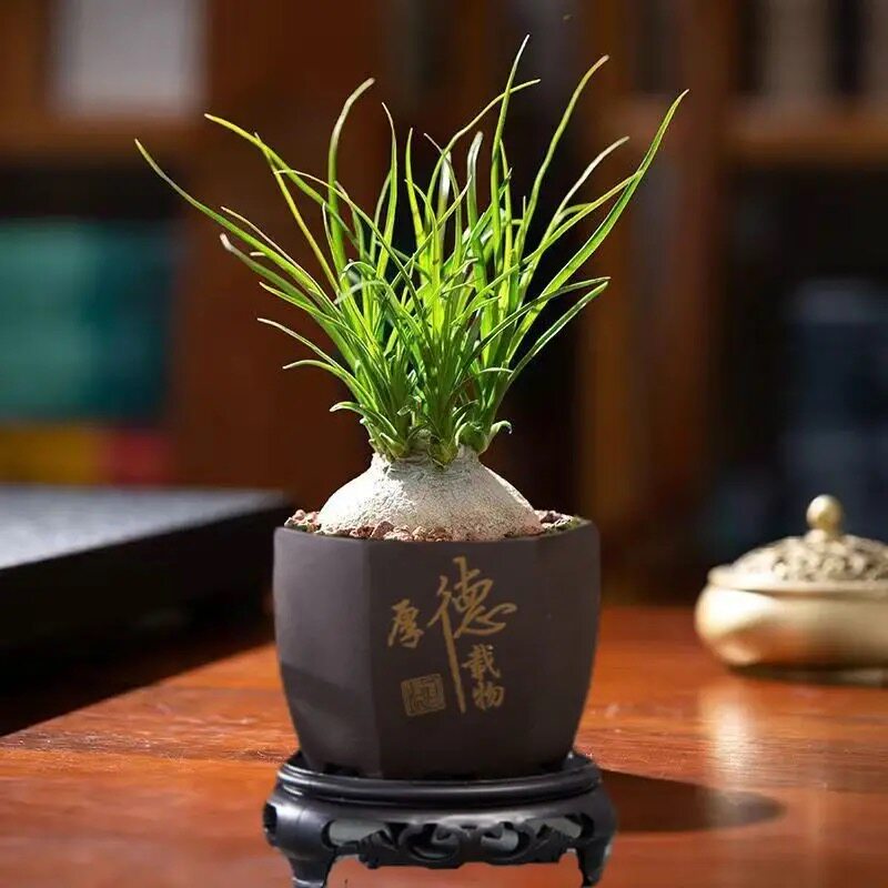 酒瓶兰盆栽大颗老桩办公桌网红懒人绿植室内盆栽花卉耐旱植物盆景,淘宝优惠券,粉丝福利购,淘宝优惠卷