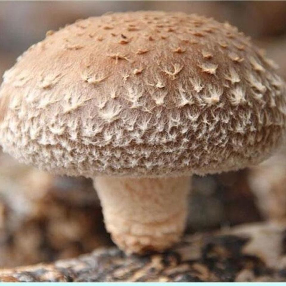 河南西峡新鲜香菇蘑菇菌菇蔬菜火锅涮菜鲜食用菌现采现发煲汤肉厚,淘宝优惠券,粉丝福利购,淘宝优惠卷