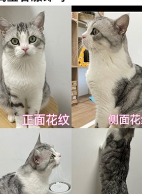 定制猫咪可爱车载室内香薰摆件礼物宠物纪念英短美短布偶加菲橘猫