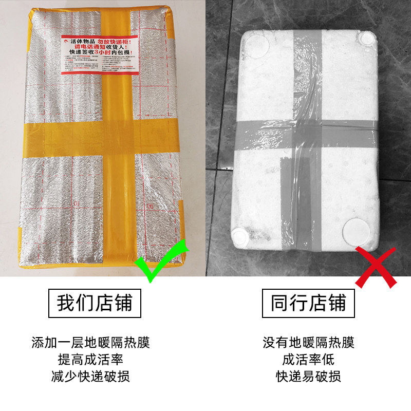 顺丰黑壳虾鱼缸水草清洁除藻虾工具超大观赏米虾宠物活体饲料造景,淘宝优惠券,粉丝福利购,淘宝优惠卷