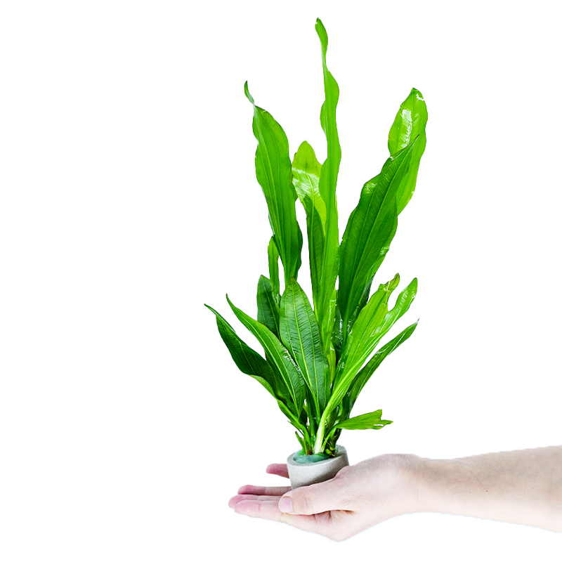 大叶绿九冠皇冠草鱼缸造景水草植物真阴性后景带底座好养活新手 - 图0