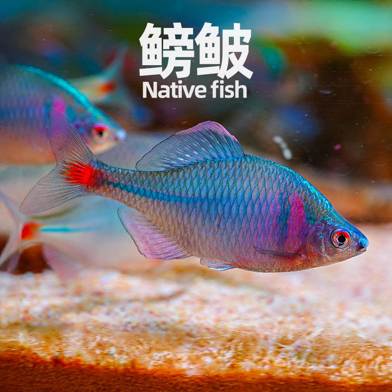 七彩鳑鲏原生旁皮鱼菜板鱼除丝藻鱼原生鱼新手鱼冷水鱼观赏鱼包邮,淘宝优惠券,粉丝福利购,淘宝优惠卷