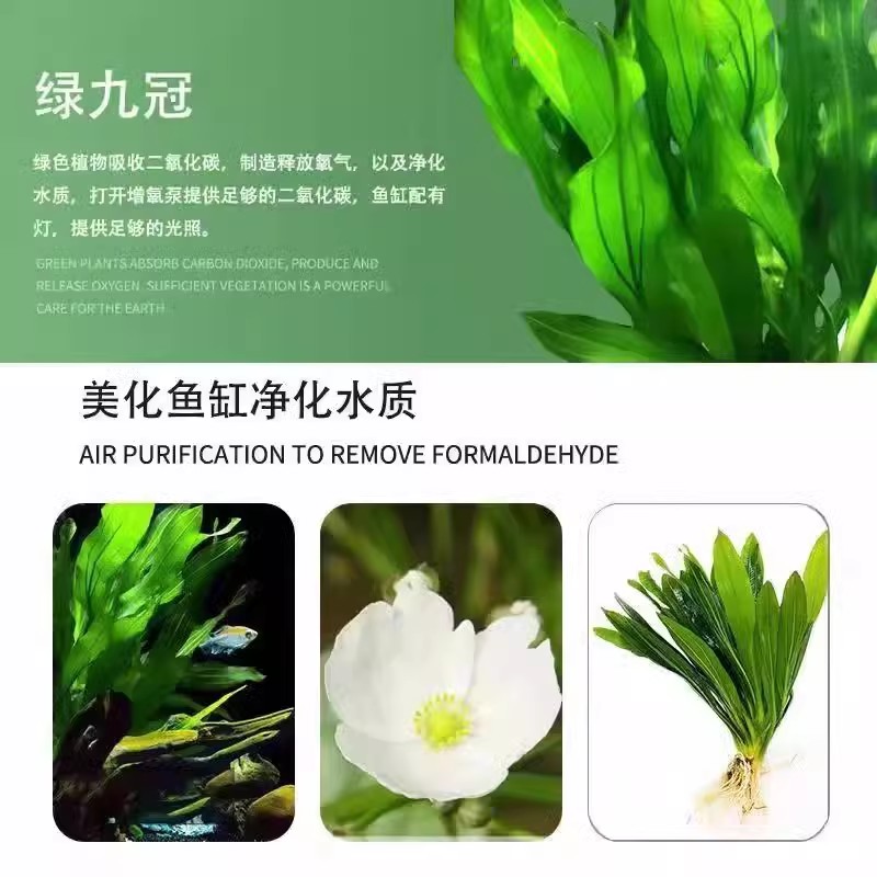 大叶绿九冠皇冠草鱼缸造景水草植物真阴性后景带底座好养活新手 - 图2