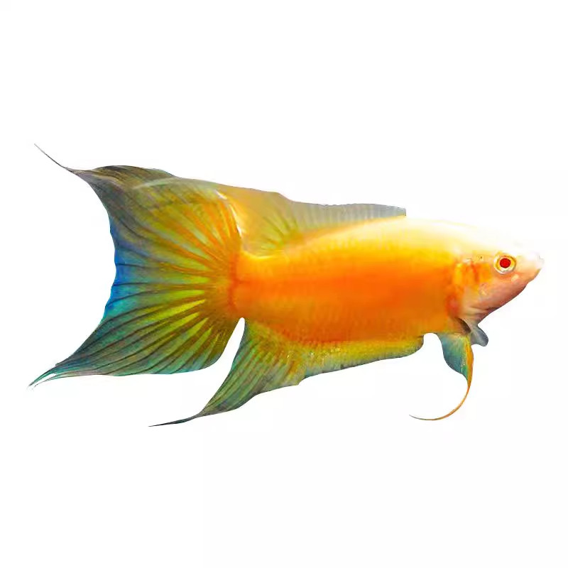 中国斗鱼玄黄白化黄黄金冷水原生观赏鱼免打氧活鱼淡水热带鱼
