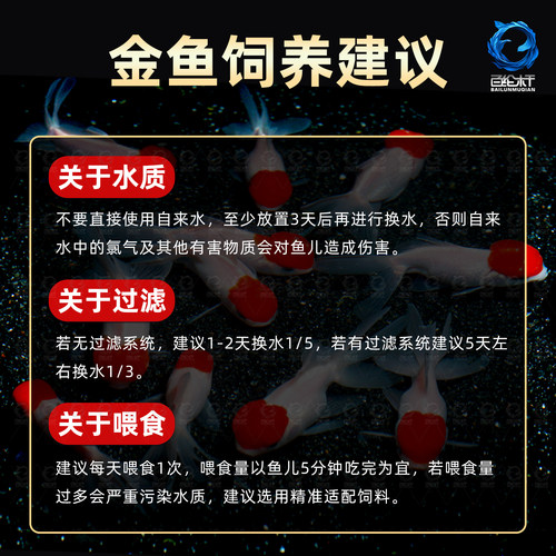 金鱼活鱼冷水鱼苗观赏鱼狮子头金鱼丹顶自来水好养耐活鱼草金小鱼 - 图3