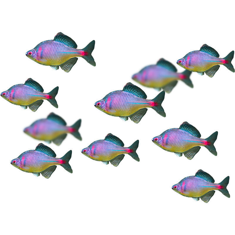 七彩鳑鲏原生旁皮鱼菜板鱼除丝藻鱼原生鱼新手鱼冷水鱼观赏鱼包邮,淘宝优惠券,粉丝福利购,淘宝优惠卷