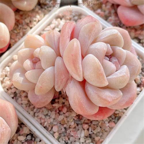 多肉植物小盆栽大颗好养栽好发货室内办公桌玉露桃蛋花盆仙人球 - 图1