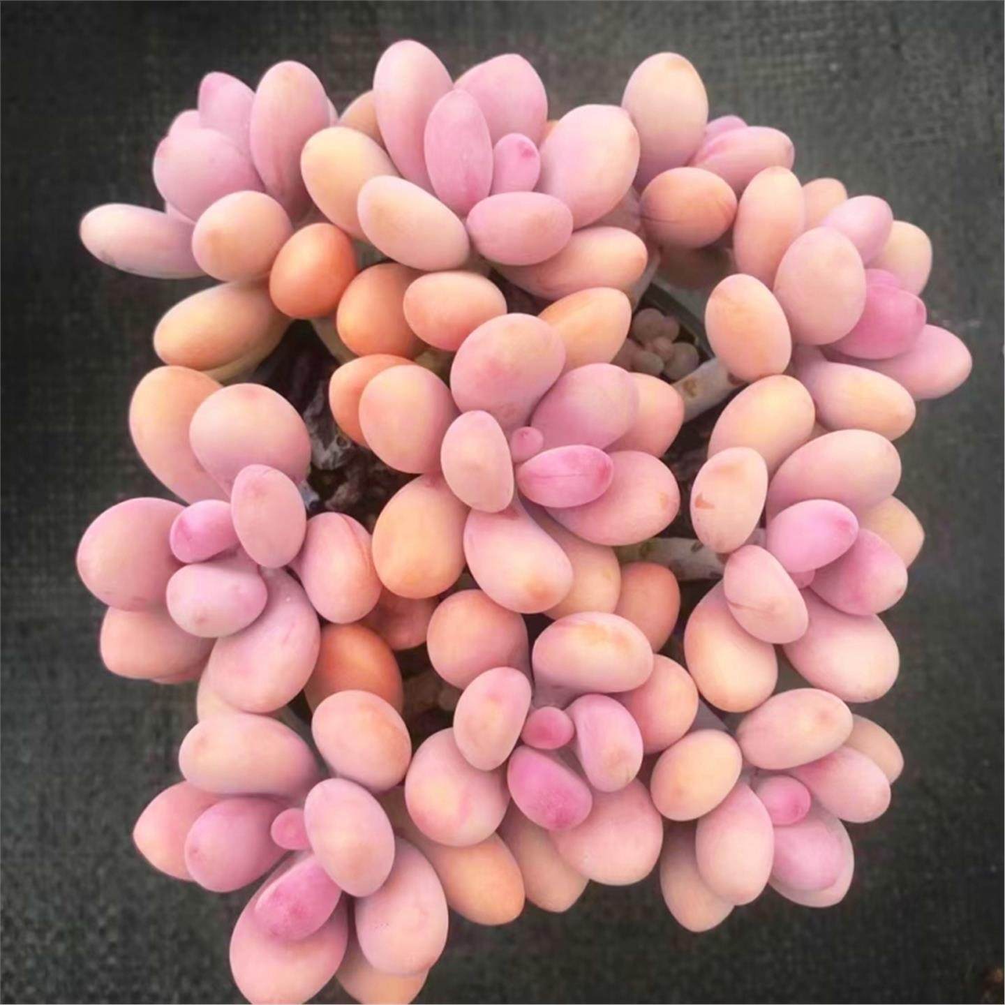 多肉植物小盆栽大颗好养栽好发货室内办公桌玉露桃蛋花盆仙人球,淘宝优惠券,粉丝福利购,淘宝优惠卷