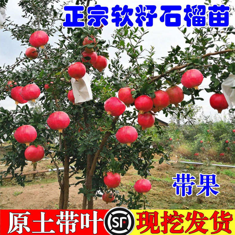 突尼斯软籽石榴树树苗盆栽地栽四季庭院果树无籽甜大红袍石榴果苗,淘宝优惠券,粉丝福利购,淘宝优惠卷
