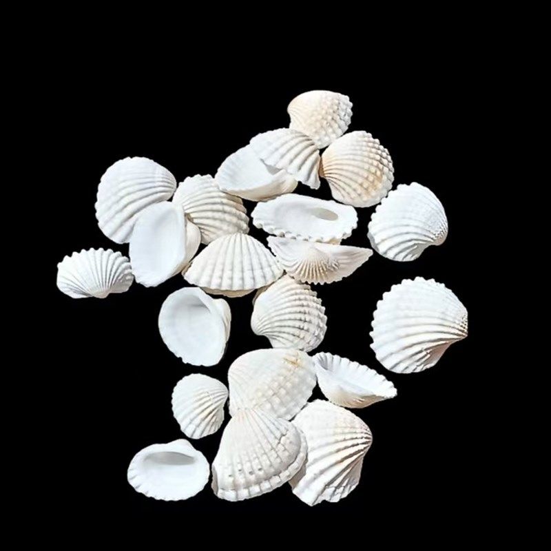 天然雪贝 家居橱窗设计 创意礼物 装饰鱼缸造景 手工DIY工艺品,淘宝优惠券,粉丝福利购,淘宝优惠卷