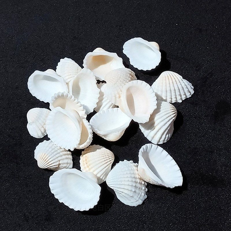 天然雪贝 家居橱窗设计 创意礼物 装饰鱼缸造景 手工DIY工艺品,淘宝优惠券,粉丝福利购,淘宝优惠卷