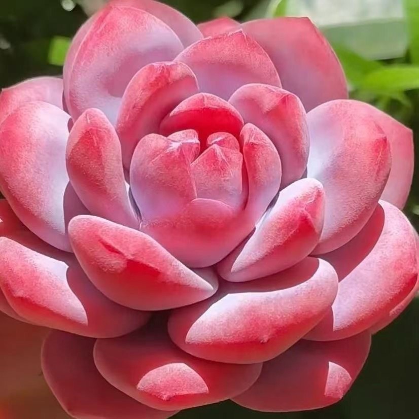 多肉套餐特玉莲麦秆泡芙厚梦橙梦露盆栽室内办公室桌面创意好养,淘宝优惠券,粉丝福利购,淘宝优惠卷