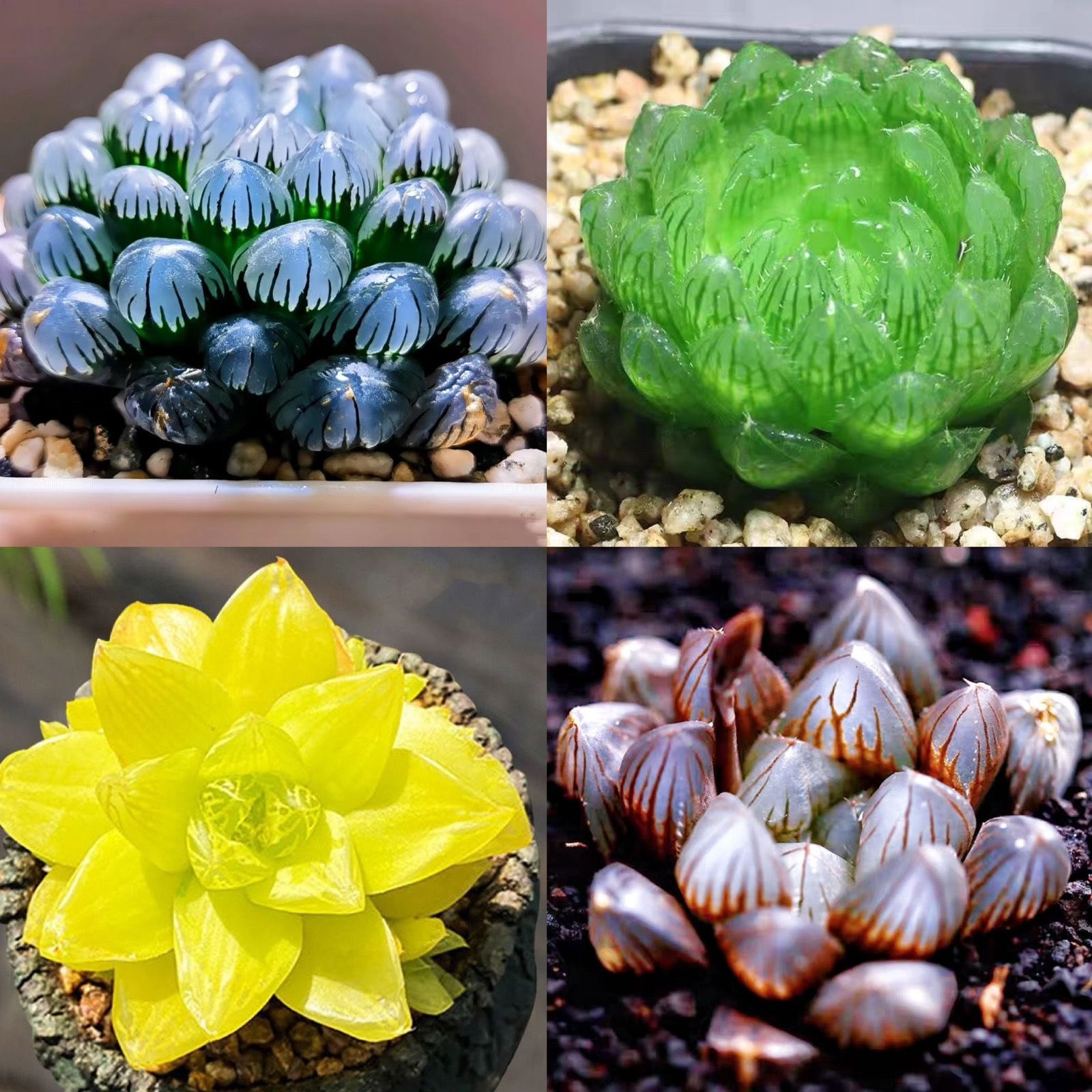 蓝镜 玉露多肉植物琥珀冰灯黑肌玉扇室内办公室桌面盆栽喜阴花卉,淘宝优惠券,粉丝福利购,淘宝优惠卷