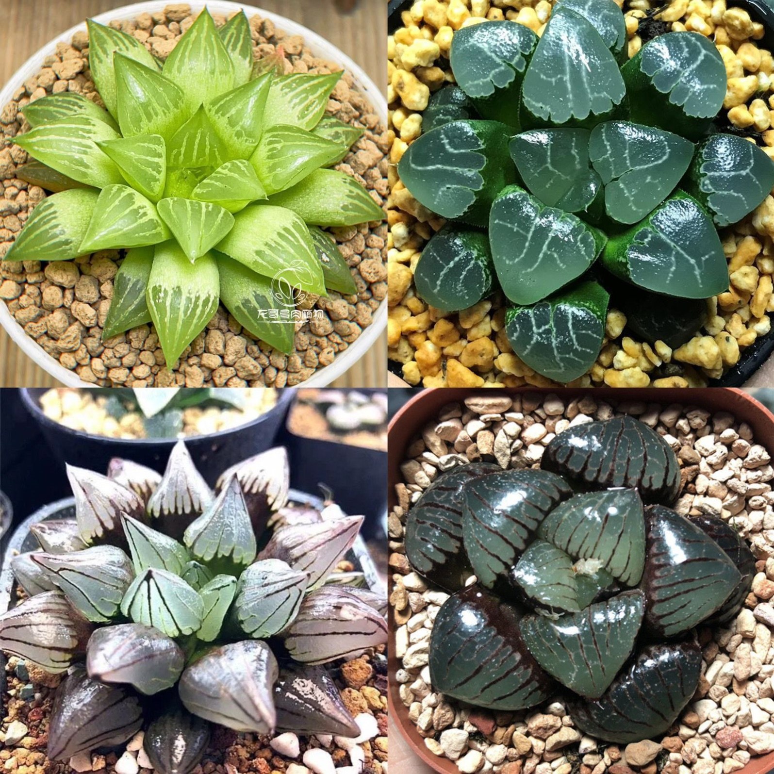 蓝镜 玉露多肉植物琥珀冰灯黑肌玉扇室内办公室桌面盆栽喜阴花卉,淘宝优惠券,粉丝福利购,淘宝优惠卷