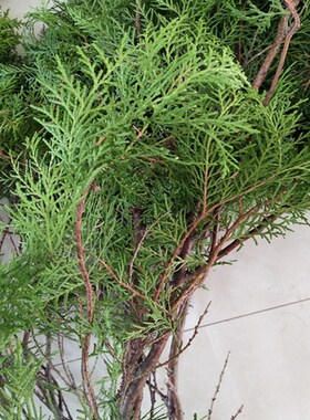 侧柏树枝 新鲜侧柏叶 橱窗干枝装饰花干花柏树枝干U枝树枝装饰 满