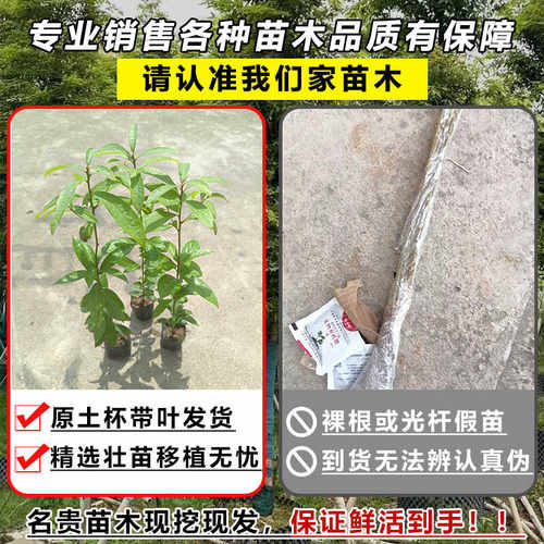 正宗四川金丝楠木树苗小叶桢楠苗金丝楠庭院绿化盆栽地栽四季常青 - 图1