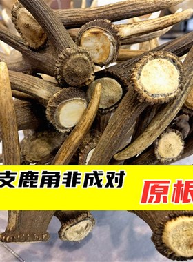 极速单支马鹿角鹿角胶熬胶原料台面摆件可K入药打粉工艺品抄网DIY