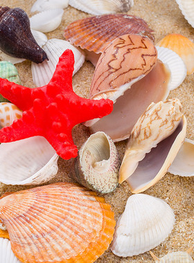 极速天然贝壳海螺珊瑚鱼s缸装饰品拍摄道具工艺品微景观地中海海