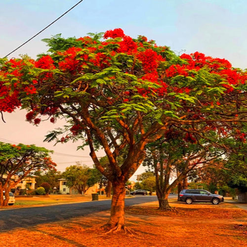 耐寒蓝花楹树苗珍贵名树庭院绿化苗木南北方种植观花凤凰花风景树 - 图1