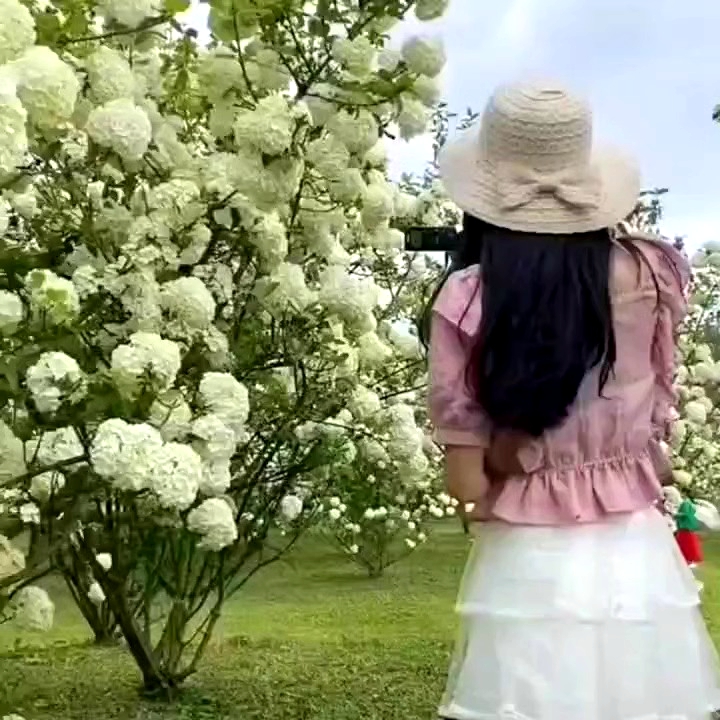 中华木本绣球树苗大花斗球白麻球庭院别墅耐寒盆栽风景树四季种植 - 图1