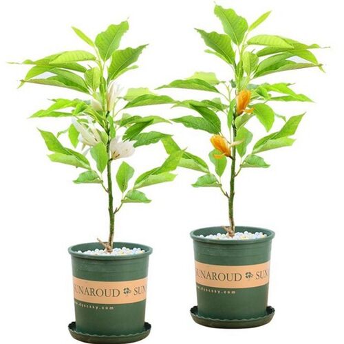 白兰花树苗玉兰花卉植物室内庭院绿植易活带花苞四季开黄角兰盆栽 - 图3