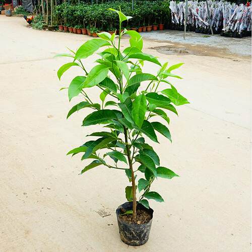 白兰花树苗玉兰花卉植物室内庭院绿植易活带花苞四季开黄角兰盆栽 - 图2