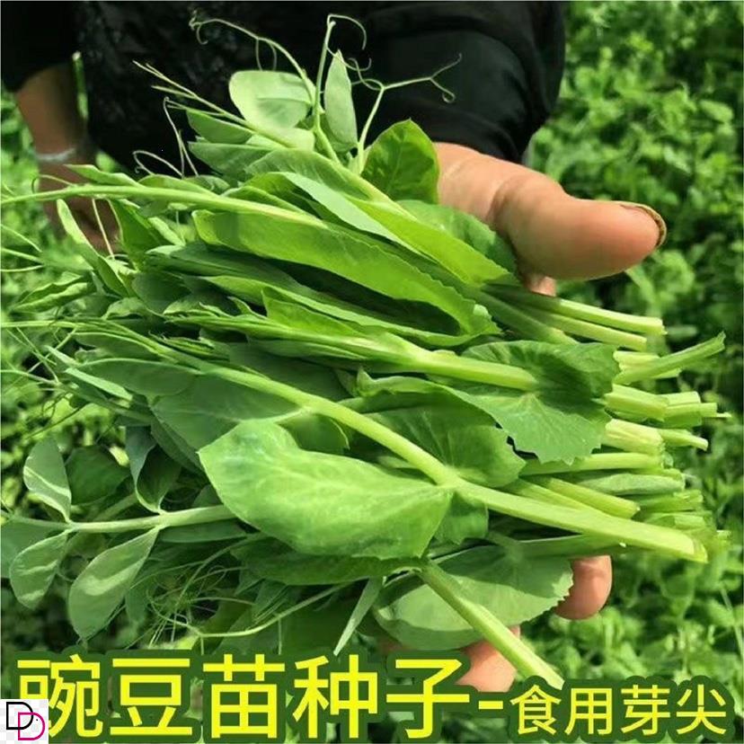 豌豆种籽大豌豆苗蔬菜种子水培无须莱豆小尖芽菜四季种植蔬菜种孑