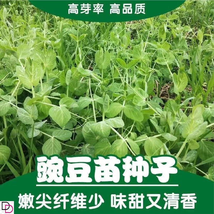 豌豆种籽大豌豆苗蔬菜种子水培无须莱豆小尖芽菜四季种植蔬菜种孑