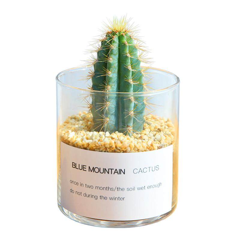 仙人掌盆栽多肉植物仙人球小盆栽室内开花办公室绿植桌面电脑玉露,淘宝优惠券,粉丝福利购,淘宝优惠卷