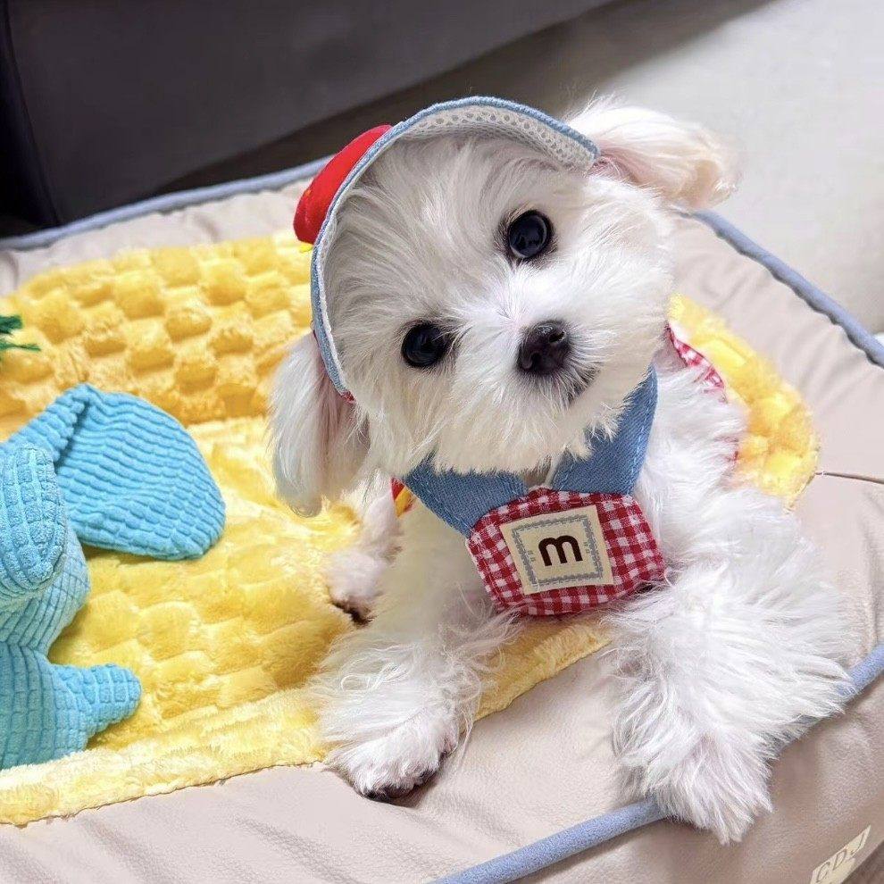 猫咪专用胸背牵引绳春夏季狗狗变装帽子套装防挣脱不勒脖外出胸背,淘宝优惠券,粉丝福利购,淘宝优惠卷